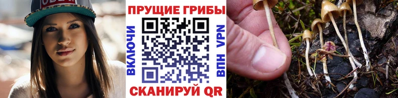 Псилоцибиновые грибы Cubensis  Мурманск 